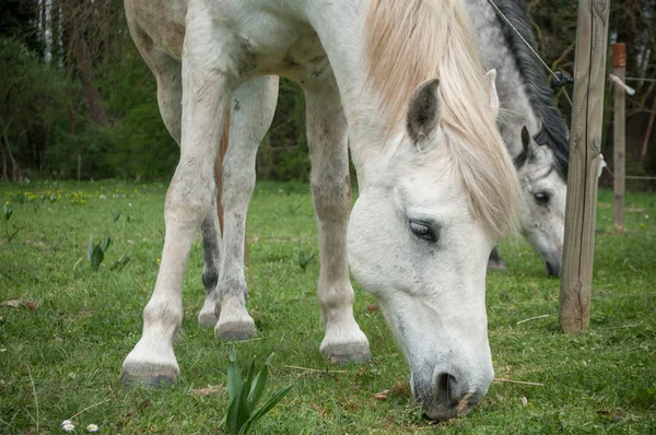 Gris et blanc Chevaux pâturage herbe — Photo