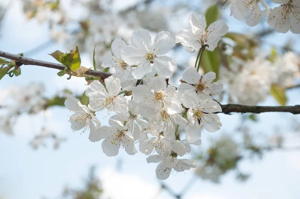 일본 정원의 벚꽃 가지 — 스톡 사진