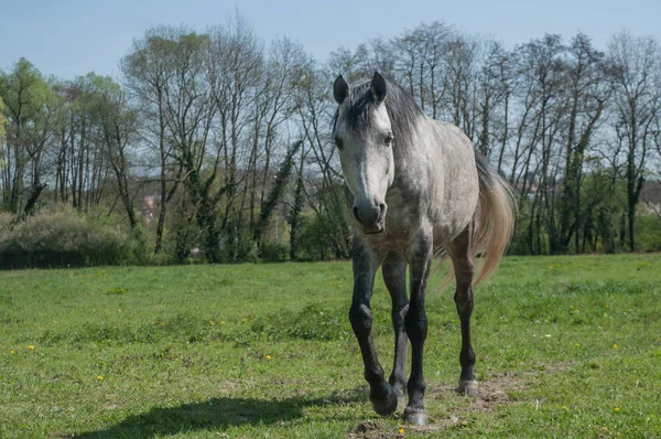 Серый конь в поле — стоковое фото