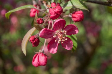 Japon Ayva Çiçekleri veya Chaenomeles