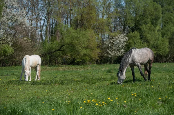 Schimmel und weiße Pferde weiden auf einem Feld — Stockfoto