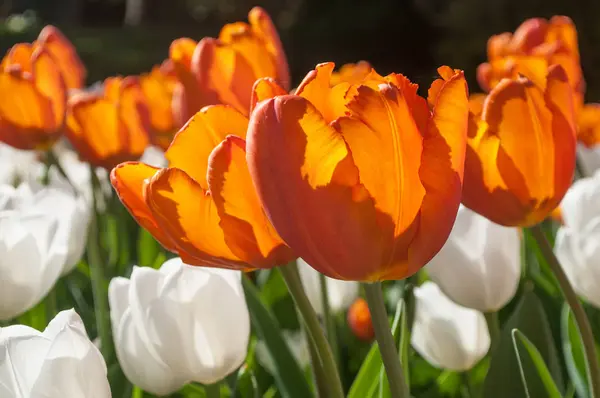 Orange and white tulips in a field — Stock Photo, Image