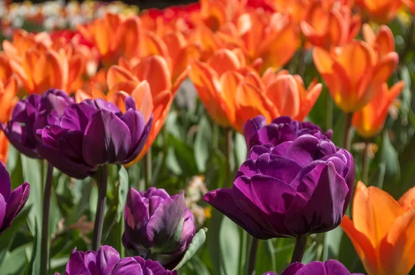 Purple and orange tulips in a field — Stock Photo, Image