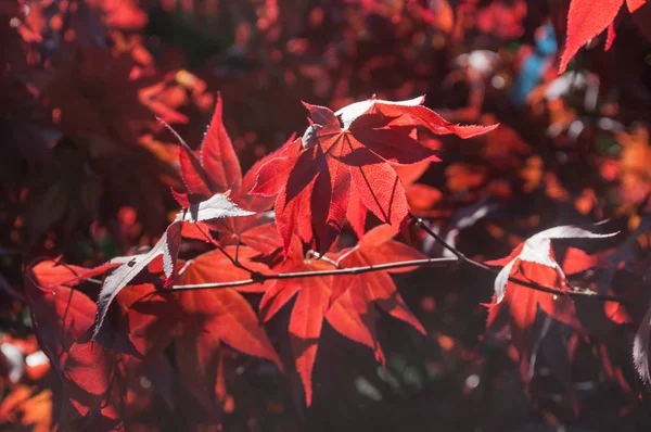 Rode Japanse esdoorn bladeren in een Japanse tuin — Stockfoto
