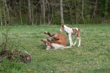 kısrak ve bir çayır da tayı