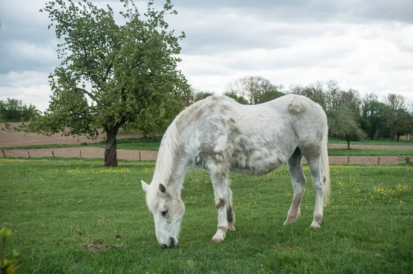 フィールドに放牧草の白い馬 — ストック写真