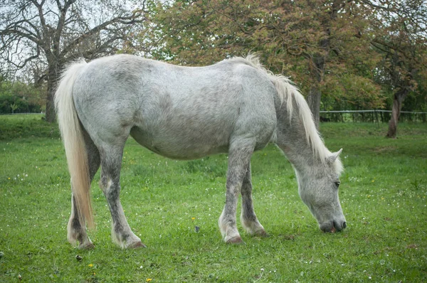 Vita hästen betar gräs i ett fält — Stockfoto