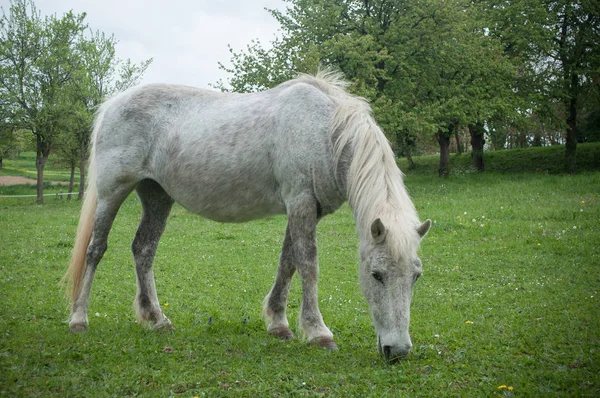 Білий кінь пасе траву в полі — стокове фото