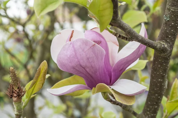 Magnolia plus bas dans un arbre — Photo