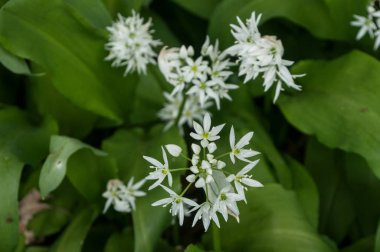  Ormandaki yabani sarımsak çiçekler