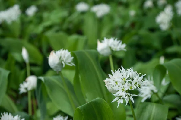 Vild vitlök blommor i skogen — Stockfoto