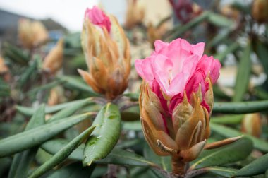 Pembe Rhododendron çiçekleri 