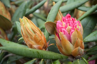 Pembe Rhododendron çiçekleri 