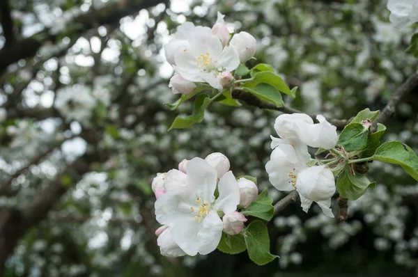 Apple tree flowers at spring — Stock Photo, Image