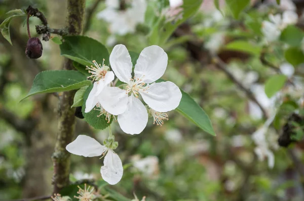 Apple tree flowers at spring — Stock Photo, Image