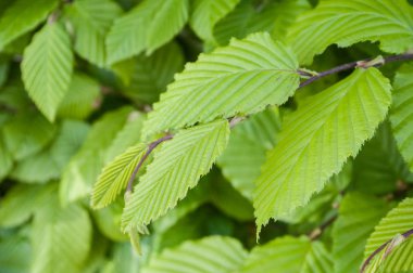  hedge Gürgen yaprak