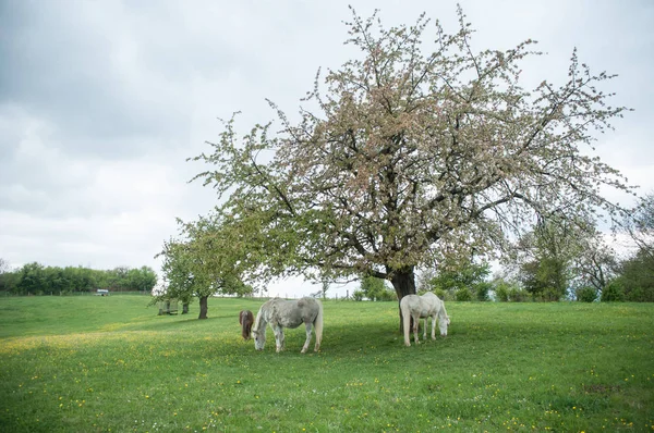 Cavalos pastando grama em um prado — Fotografia de Stock