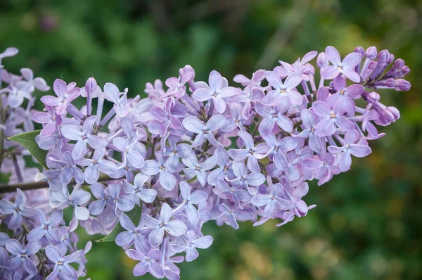 Flor de lila en el jardín —  Fotos de Stock