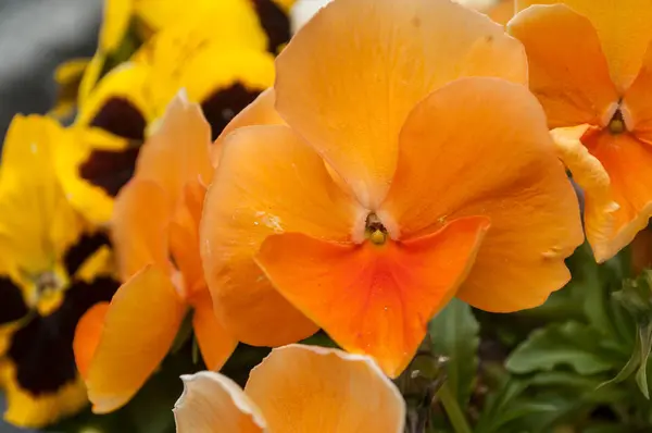 Kwiaty pomarańczowe viola w publicznym ogrodzie — Zdjęcie stockowe