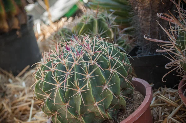Petit cactus dans un pot — Photo