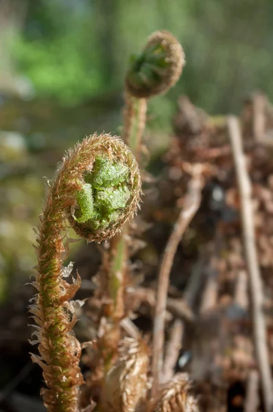 A fern unrolling a young frond — Stock Photo, Image