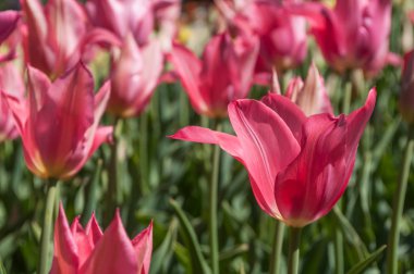  kentsel bir parkta Pembe Laleler