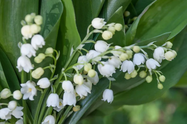 Lily av dalen bukett — Stockfoto