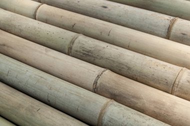  Bambu ağacı arkaplanı