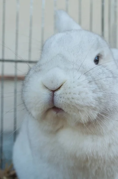 Weiße Kaninchen im Käfig — Stockfoto