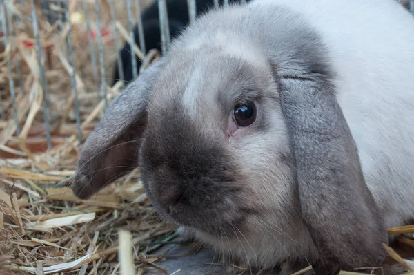 Aries conejo en jaula — Foto de Stock