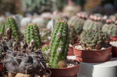  Tencerede küçük bir kaktüs