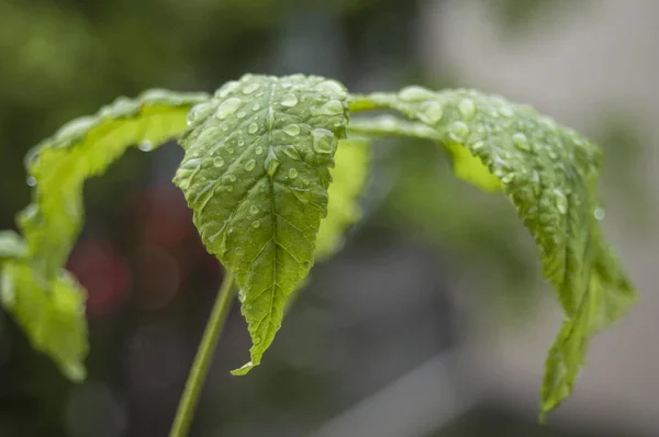 Gotas de lluvia sobre la hoja de castañas - Aesculus Hippocastanum — Foto de Stock