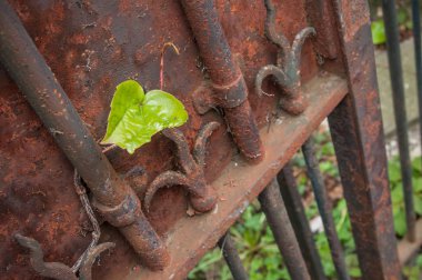 Ivy vintage paslı kapı bırakır