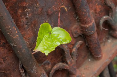  Ivy vintage paslı kapı bırakır