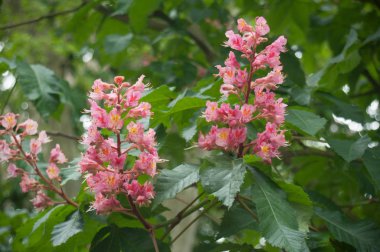  ormanda - Anadolu kestanesi kestane çiçekler 