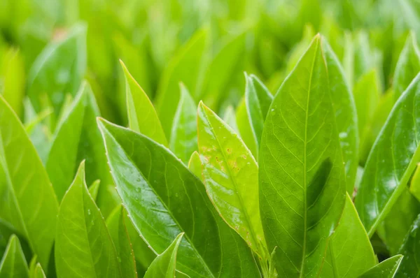  hedge karayemiş yaprakları