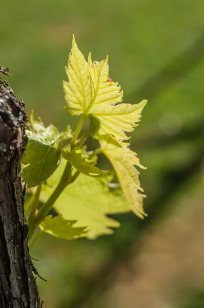 F feuilles de vigne dans un champ — Photo