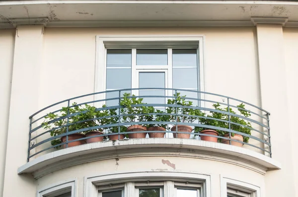 Hortensia plants in pots on building balcony — Stock Photo, Image