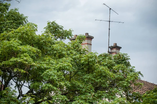 Akçaağaç tress binanın önünde — Stok fotoğraf