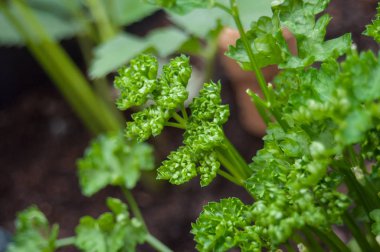  maydanoz yaprakları bir sebze Bahçe