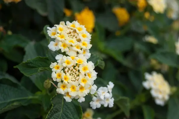 Flores lantana amarelas em um jardim — Fotografia de Stock