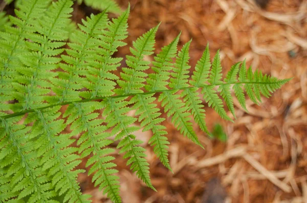 Fern leaf in the forest — Stock Photo, Image