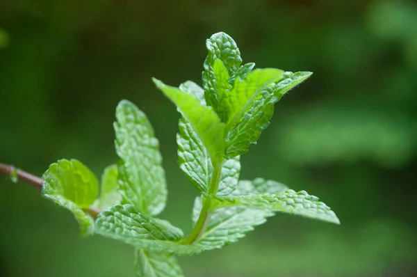 Hojas de menta en el huerto — Foto de Stock