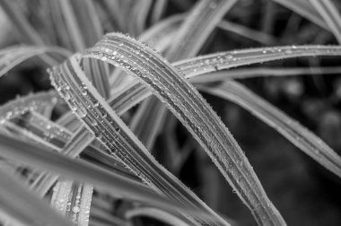  Yağmur damlaları bambu yaprakları üzerinde