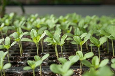  Seradaki genç bitkiler