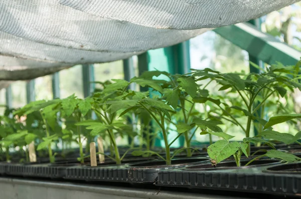 Las plantas jóvenes de los tomates en el invernadero —  Fotos de Stock