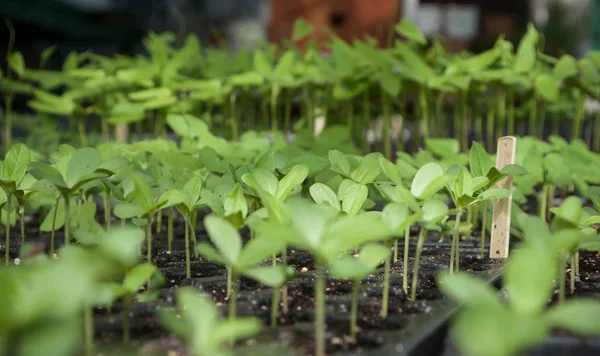 Plantas jóvenes en un invernadero —  Fotos de Stock