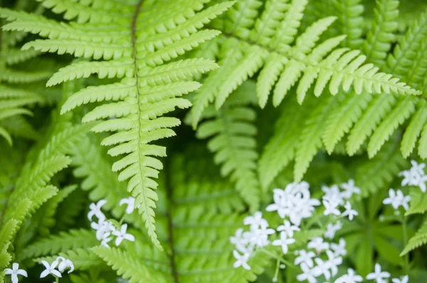 Primer Plano Las Hojas Helecho Con Pequeñas Flores Blancas Bosque —  Fotos de Stock