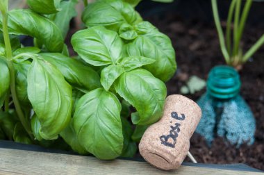  fesleğen mantar ile imzalamak bir sebze bahçesinde 