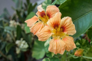  Bahçede turuncu amber çiçeği